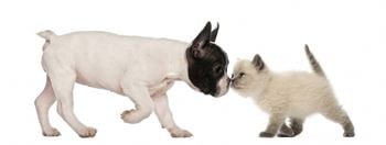 Pet friendly community with pet relief stations